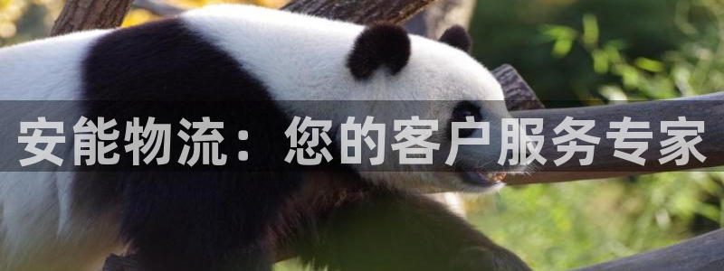 狗子28怎么下载不了：安能物流：您的